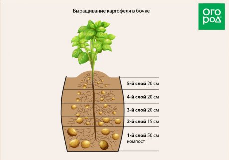 Садим картофель: сроки, способы и схемы.